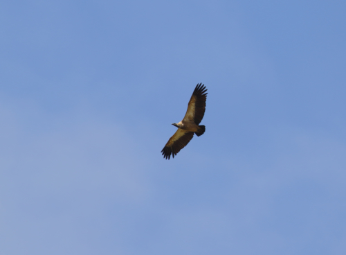 White-backed Vulture at zulu rock