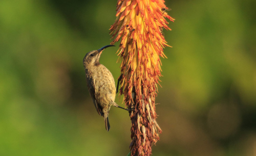 birding at zulu rock reserve